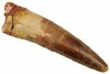 Fossil Spinosaurus Tooth - Real Dinosaur Tooth #329574-1